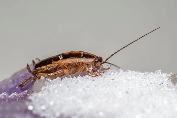 Barata sobre cristais de açúcar em uma superfície de cozinha