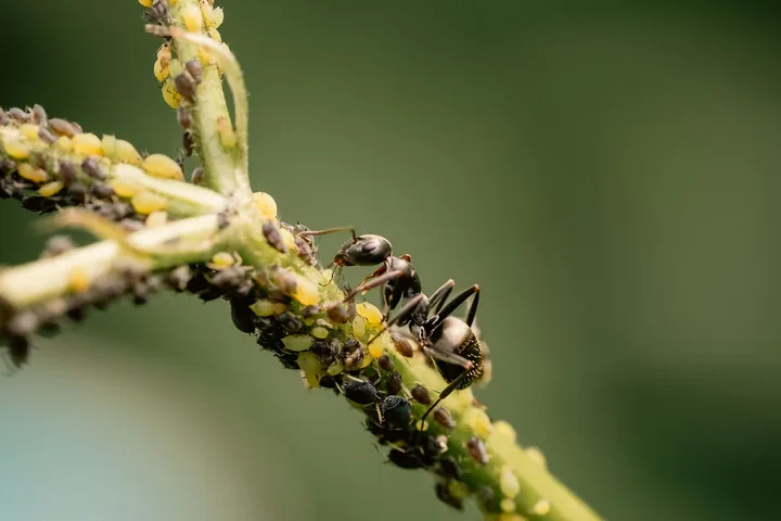 Trilha de formigas percorrendo um caule de planta