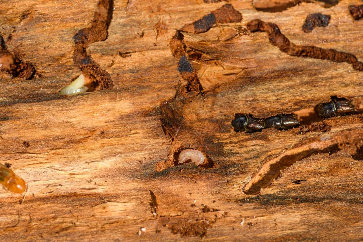 Madeira com galerias abertas por insetos xilófagos