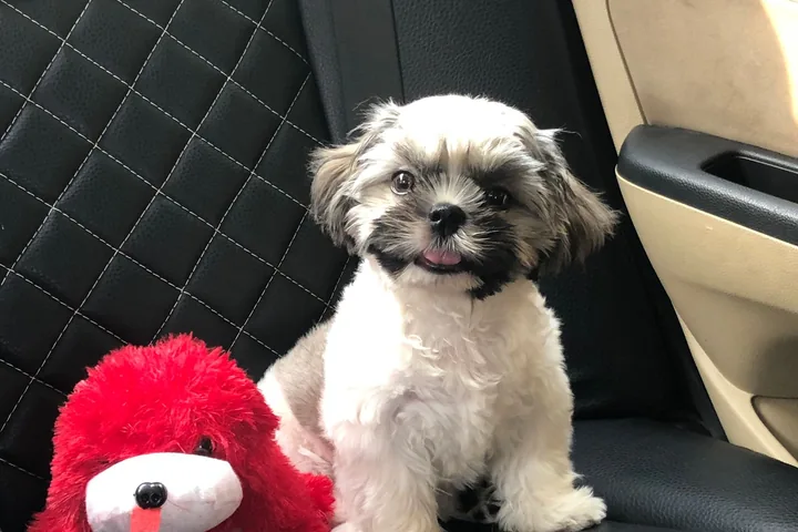 Cachorro sentado no banco de um carro, ao lado do brinquedo
