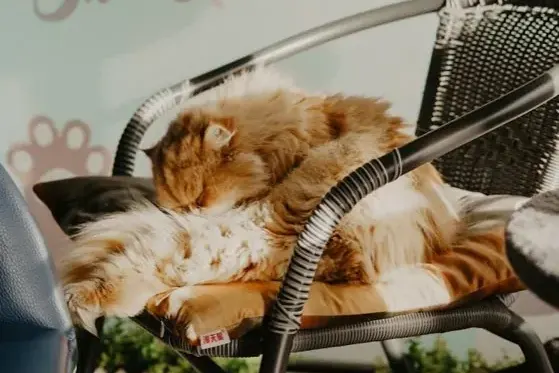 Gato deitado sobre uma poltrona estofada durante a higienização com equipamento profissional